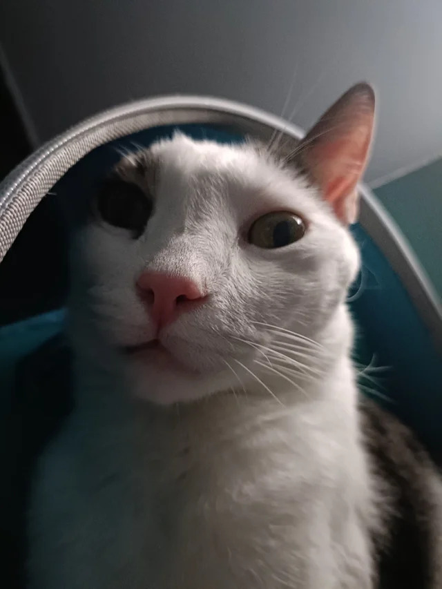 Luis